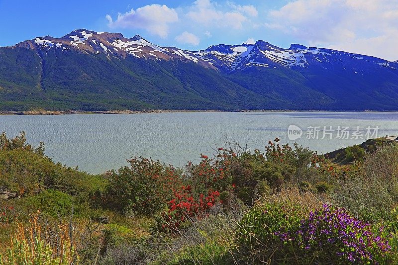 Notro red和purpel wildflowers, Lake Argentino - El Calafate, Patagonia Argentino